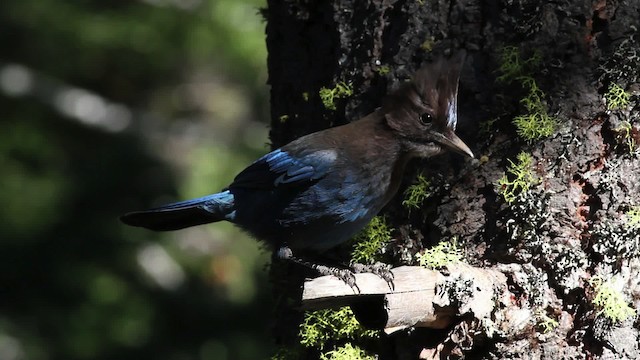 Steller's Jay (Coastal) - ML471182