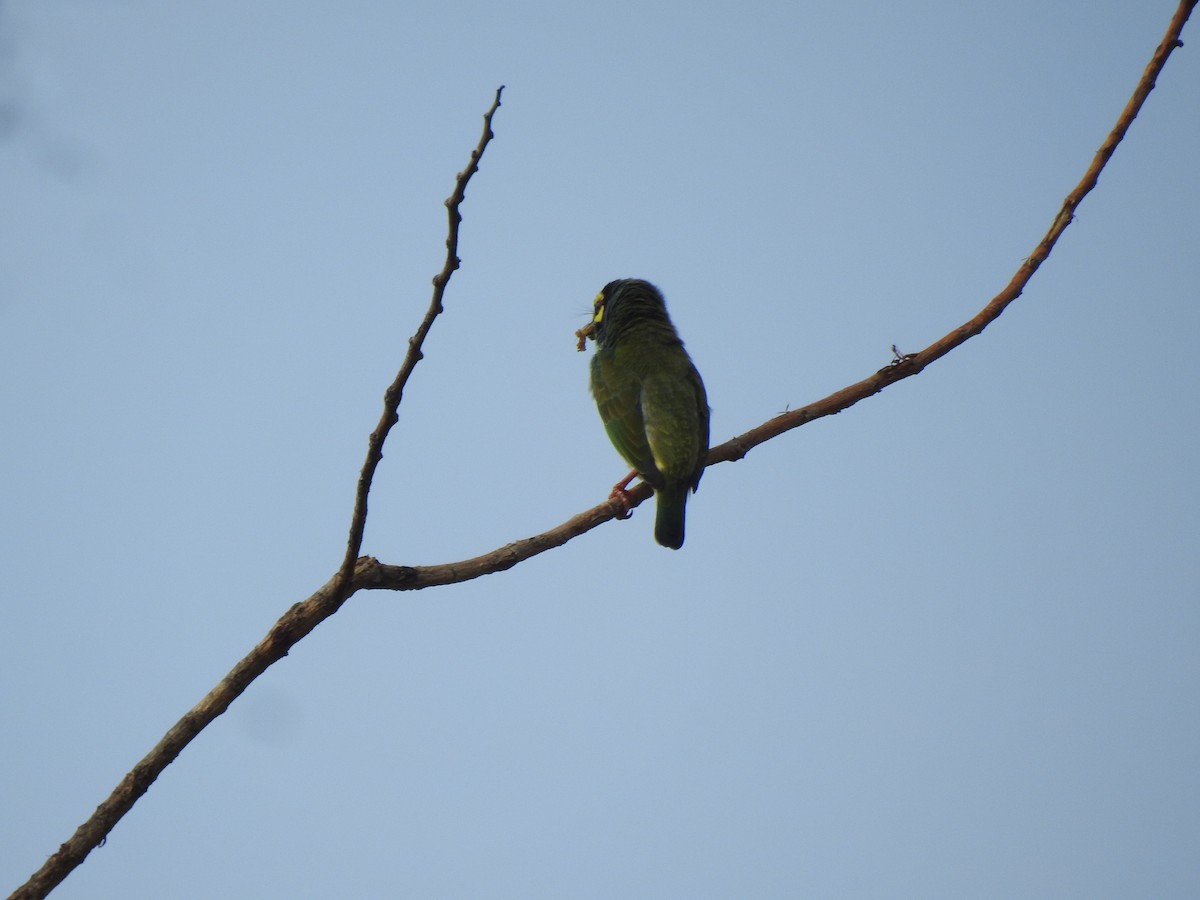 barbet zvučnohlasý - ML471183011