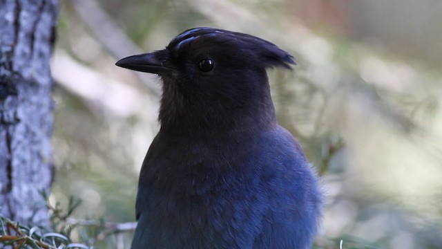 Steller's Jay (Coastal) - ML471184