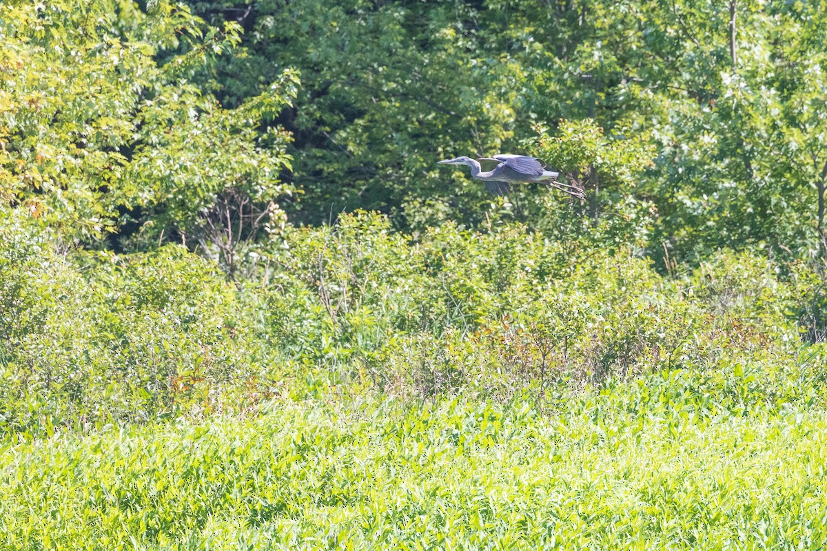 Great Blue Heron - Harris Stein