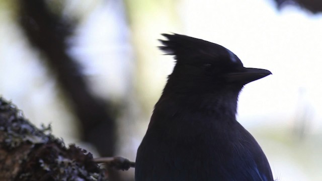 Steller's Jay (Coastal) - ML471185