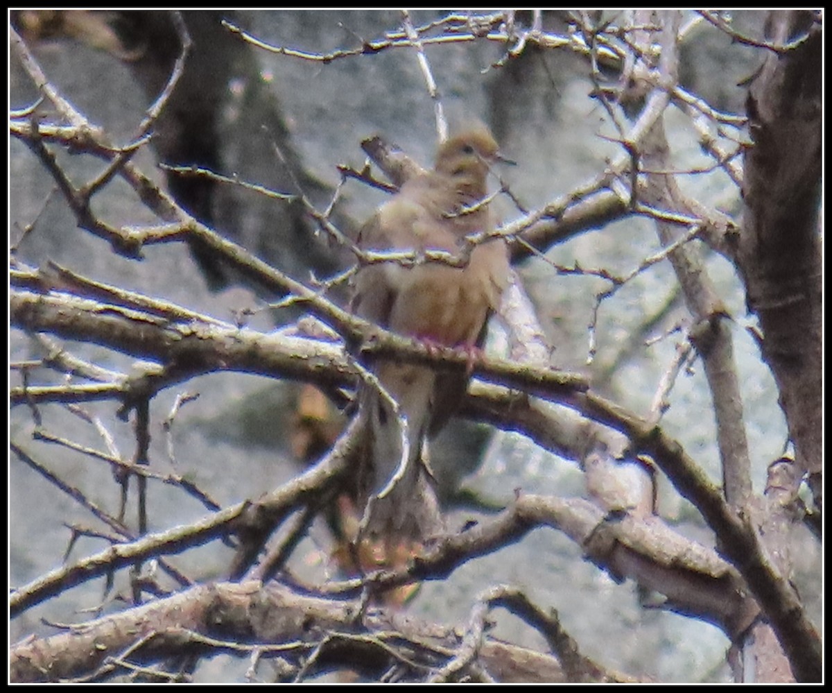 Mourning Dove - ML471185511