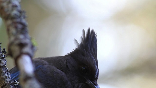 Steller's Jay (Coastal) - ML471186