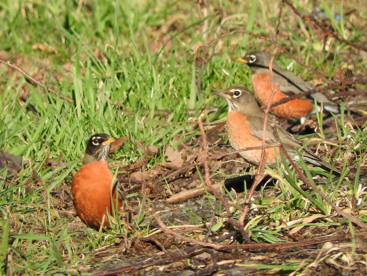 American Robin - ML47118621