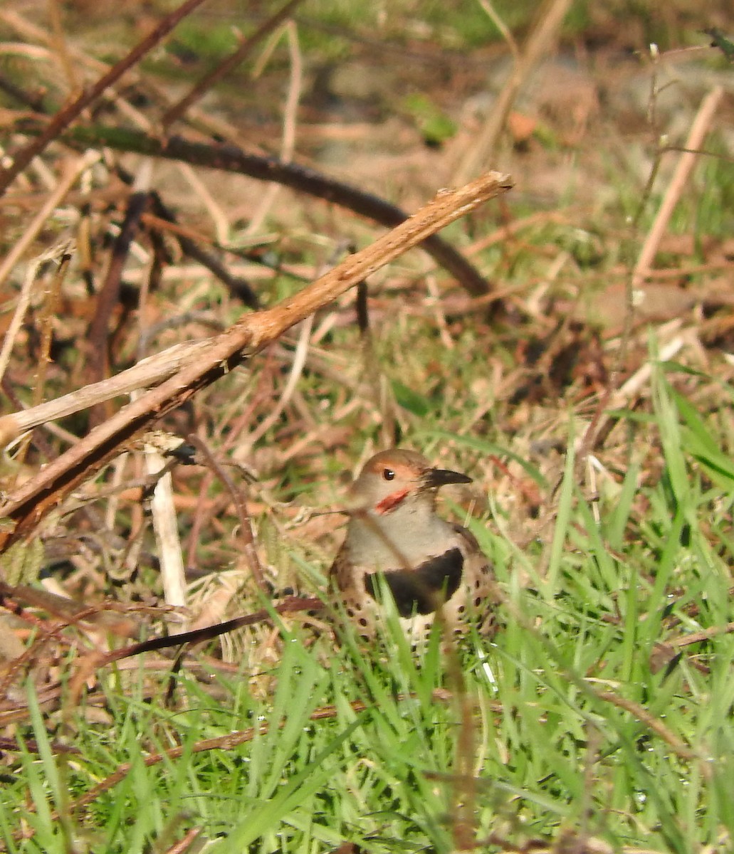 Northern Flicker - ML47118731