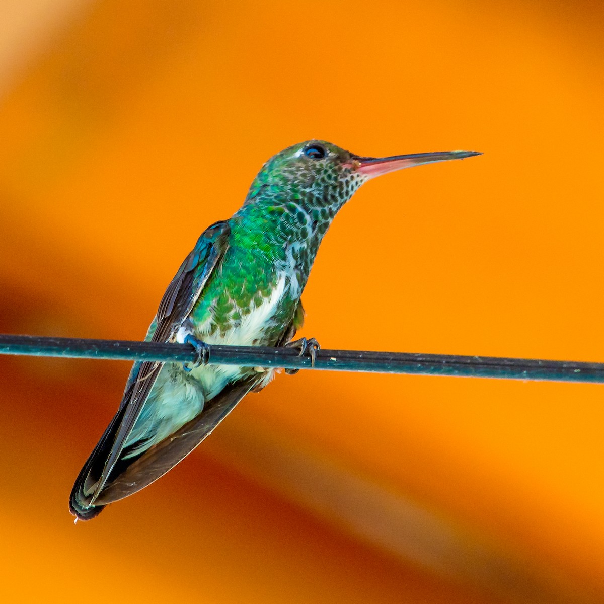 kolibřík zrcadlový - ML471188951