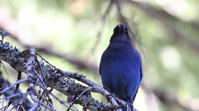 Steller's Jay (Coastal) - ML471189