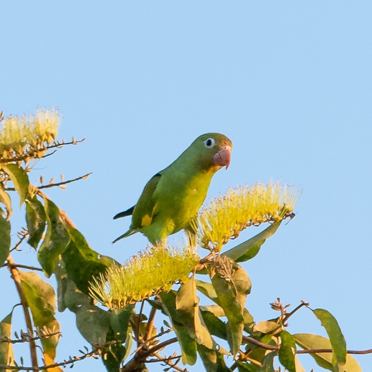 Yellow-chevroned Parakeet - Glacy Terezinha Benk