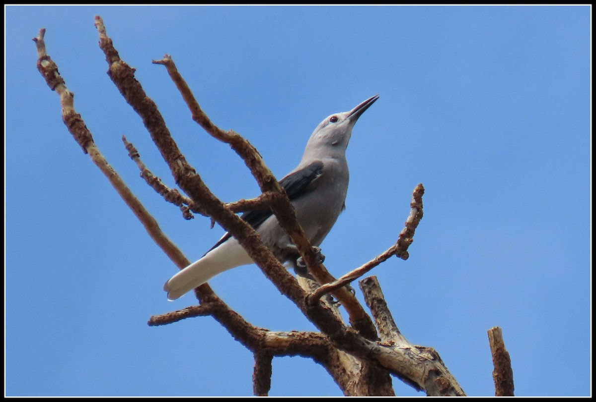 Clark's Nutcracker - ML471189931