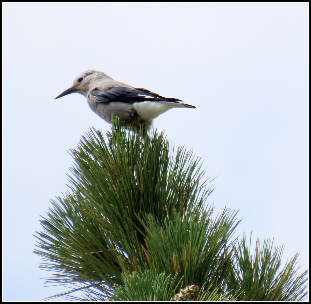 Clark's Nutcracker - ML471189981