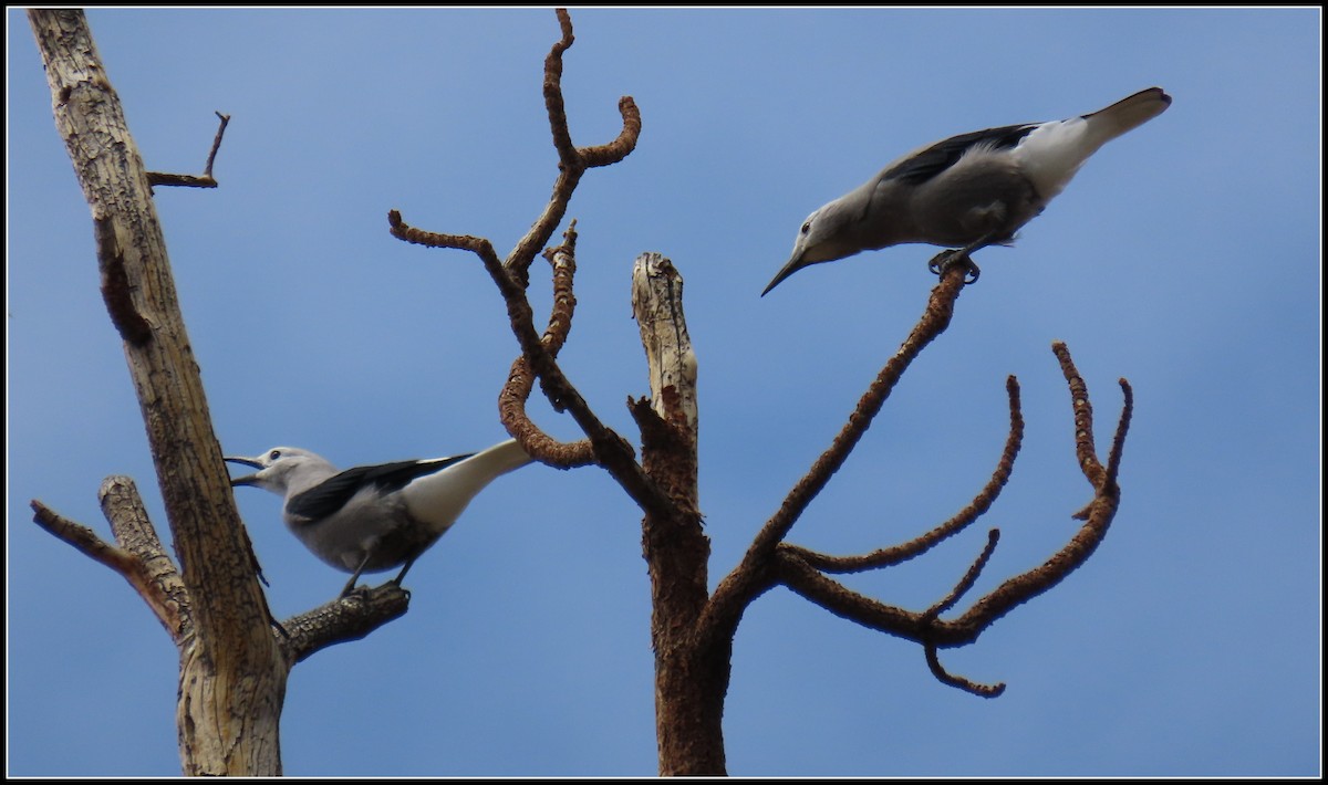 Clark's Nutcracker - ML471189991