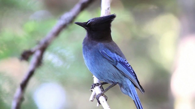Steller's Jay (Coastal) - ML471190