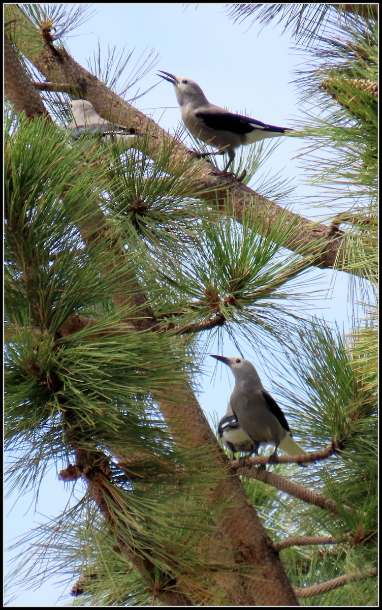 Clark's Nutcracker - ML471190011