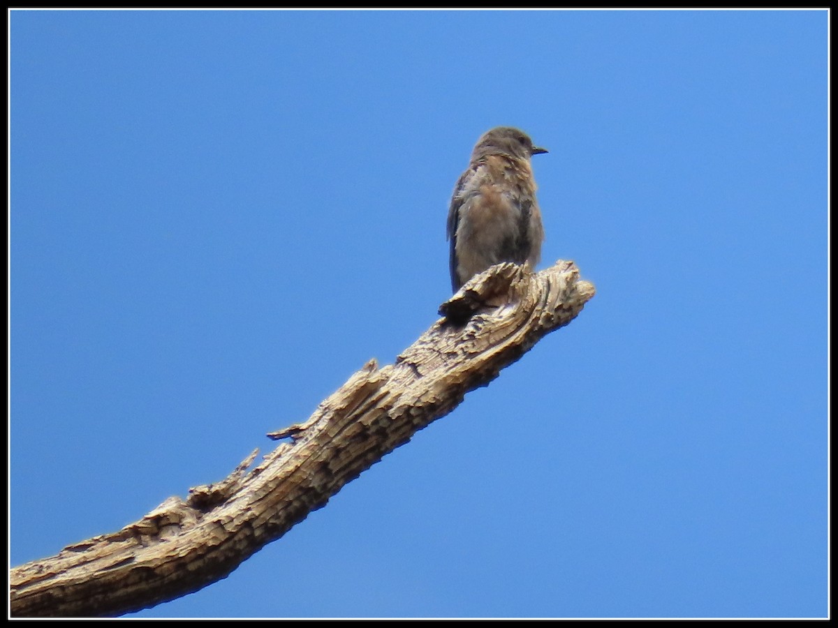 Western Bluebird - ML471190031