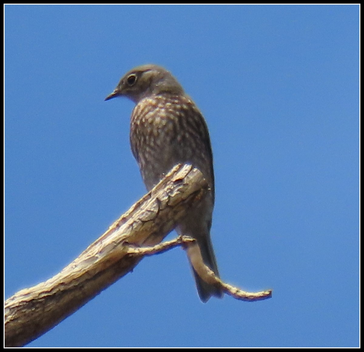 Western Bluebird - Peter Gordon