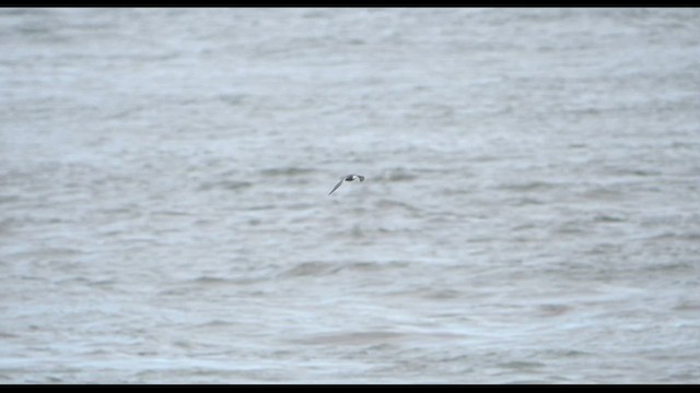 Black Tern - ML471190371