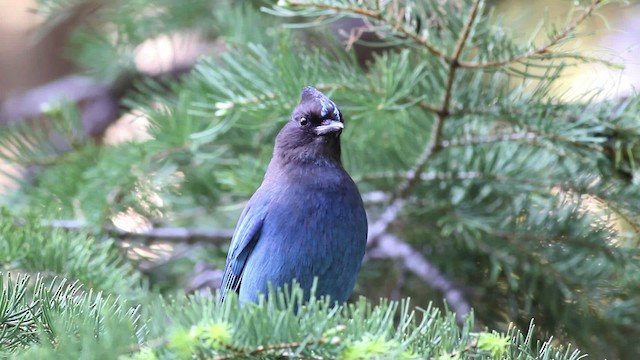 Steller's Jay (Coastal) - ML471191