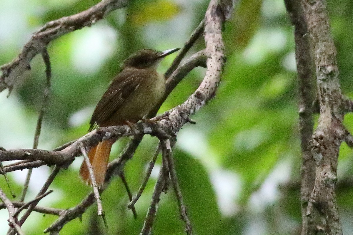 Tropical Royal Flycatcher - ML471191121