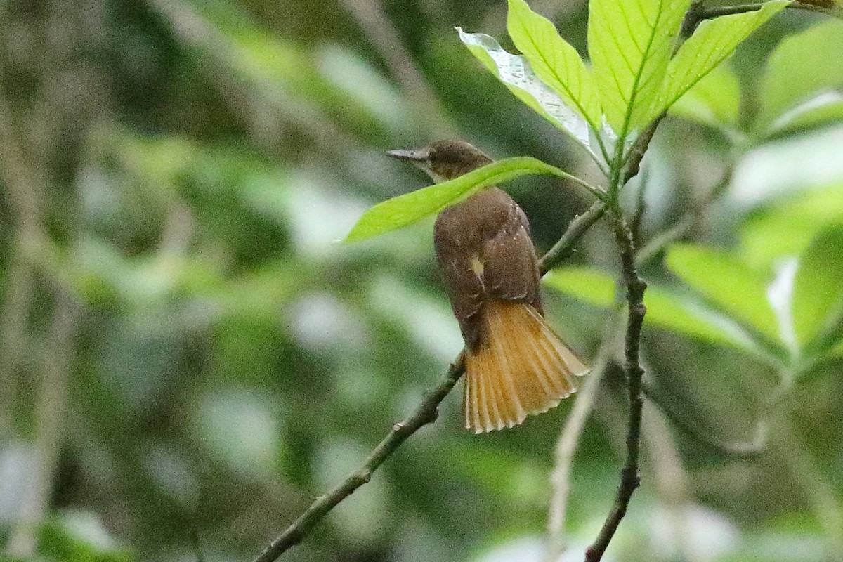 Tropical Royal Flycatcher - Mark L. Hoffman