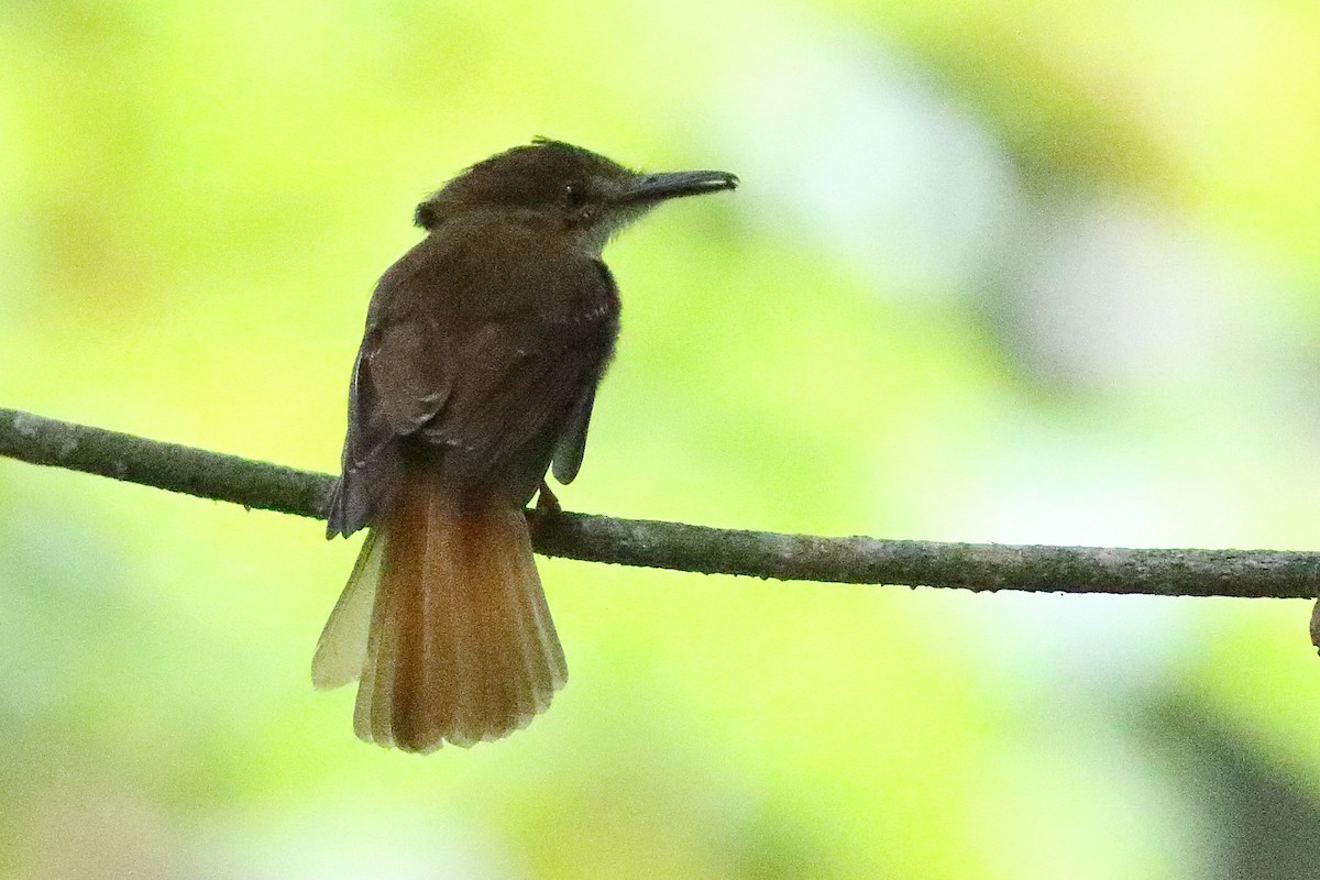 Tropical Royal Flycatcher - Mark L. Hoffman