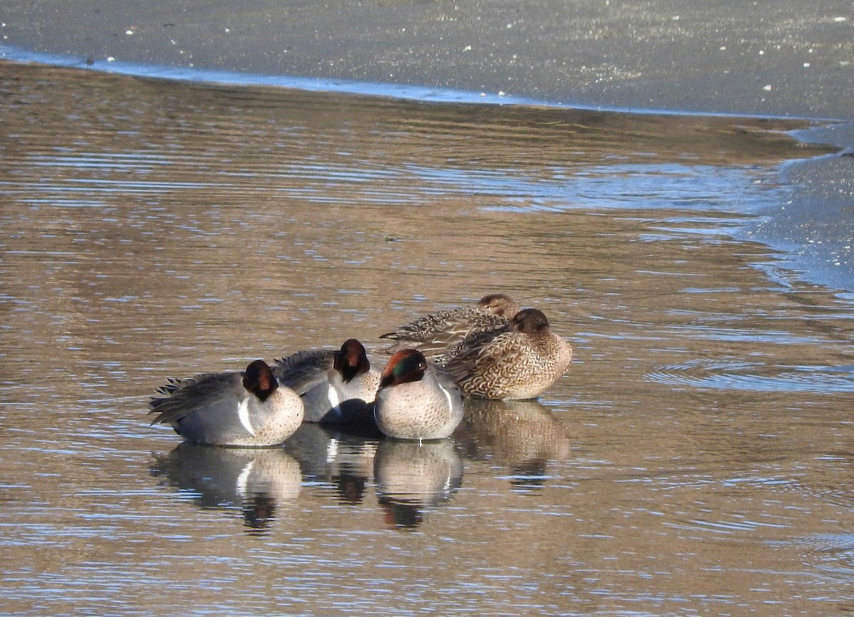 Green-winged Teal - ML47119131