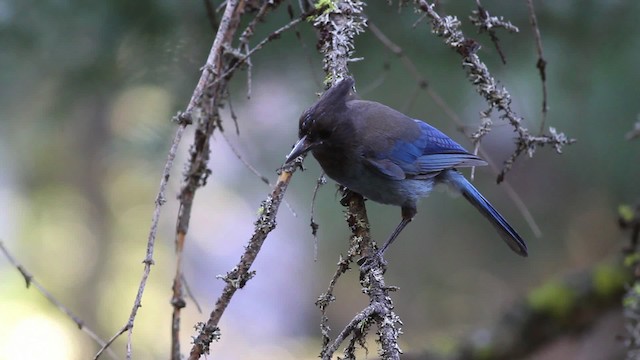 Steller's Jay (Coastal) - ML471192