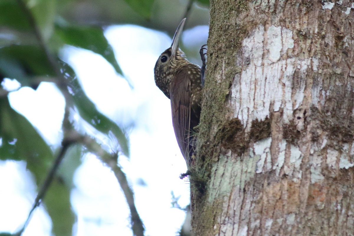Spotted Woodcreeper - ML471192401