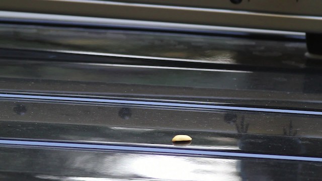 Steller's Jay (Coastal) - ML471193