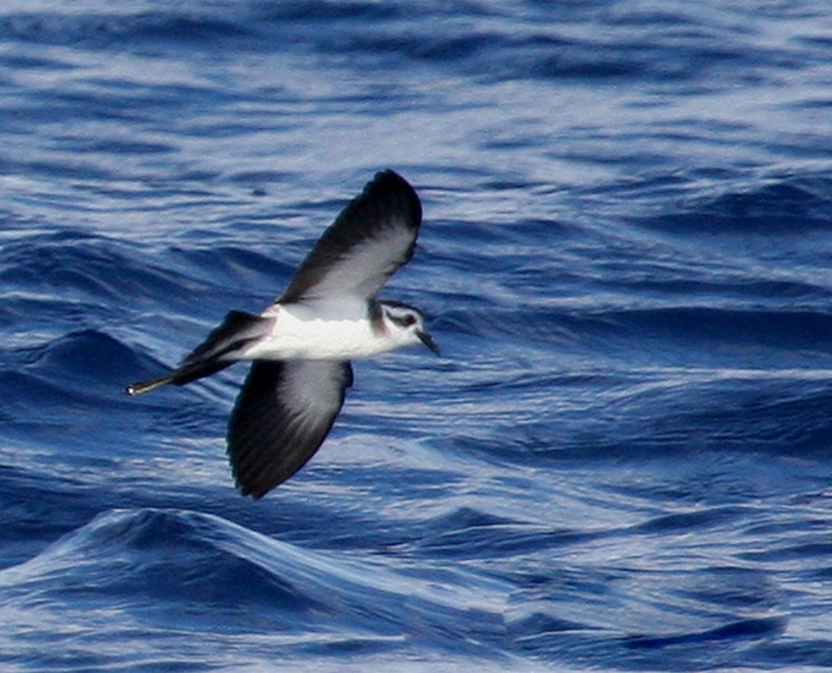 White-faced Storm-Petrel - ML471193601