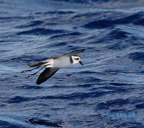 White-faced Storm-Petrel - ML471193781