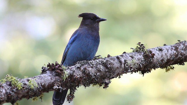 Steller's Jay (Coastal) - ML471194