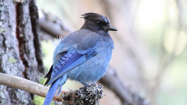 Steller's Jay (Coastal) - ML471195