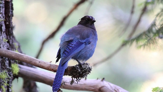 Steller's Jay (Coastal) - ML471196