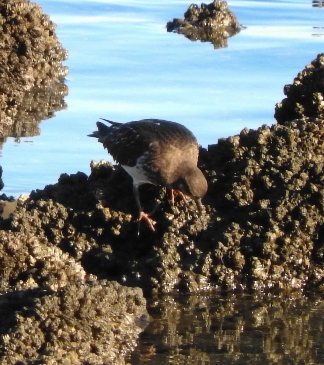 Black Turnstone - Adrianne Akmajian