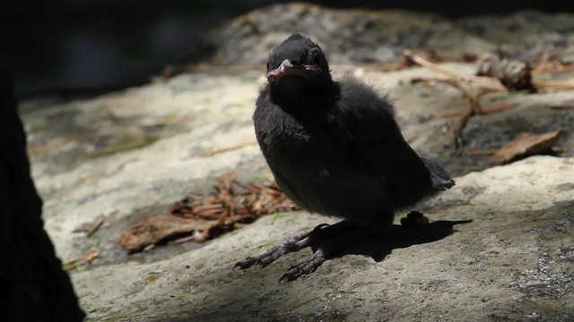 Steller's Jay (Coastal) - ML471197