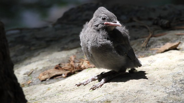 Steller's Jay (Coastal) - ML471198