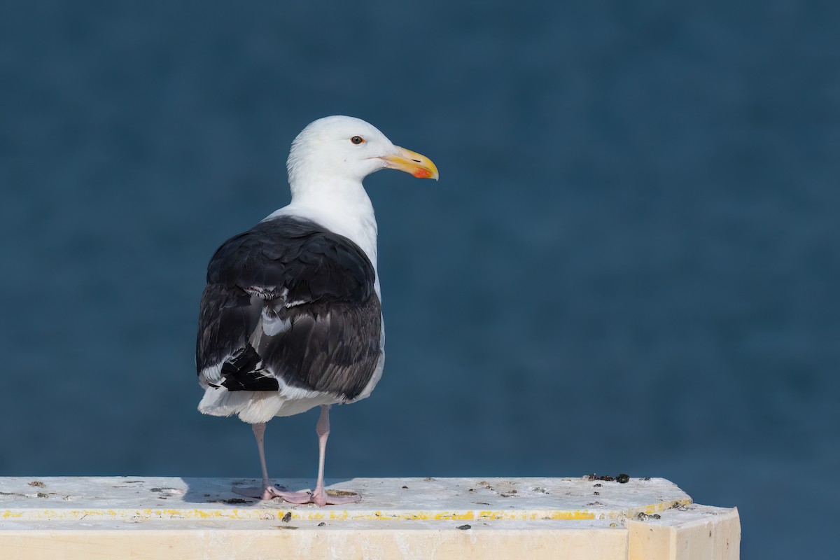 Great Black-backed Gull - ML471198281