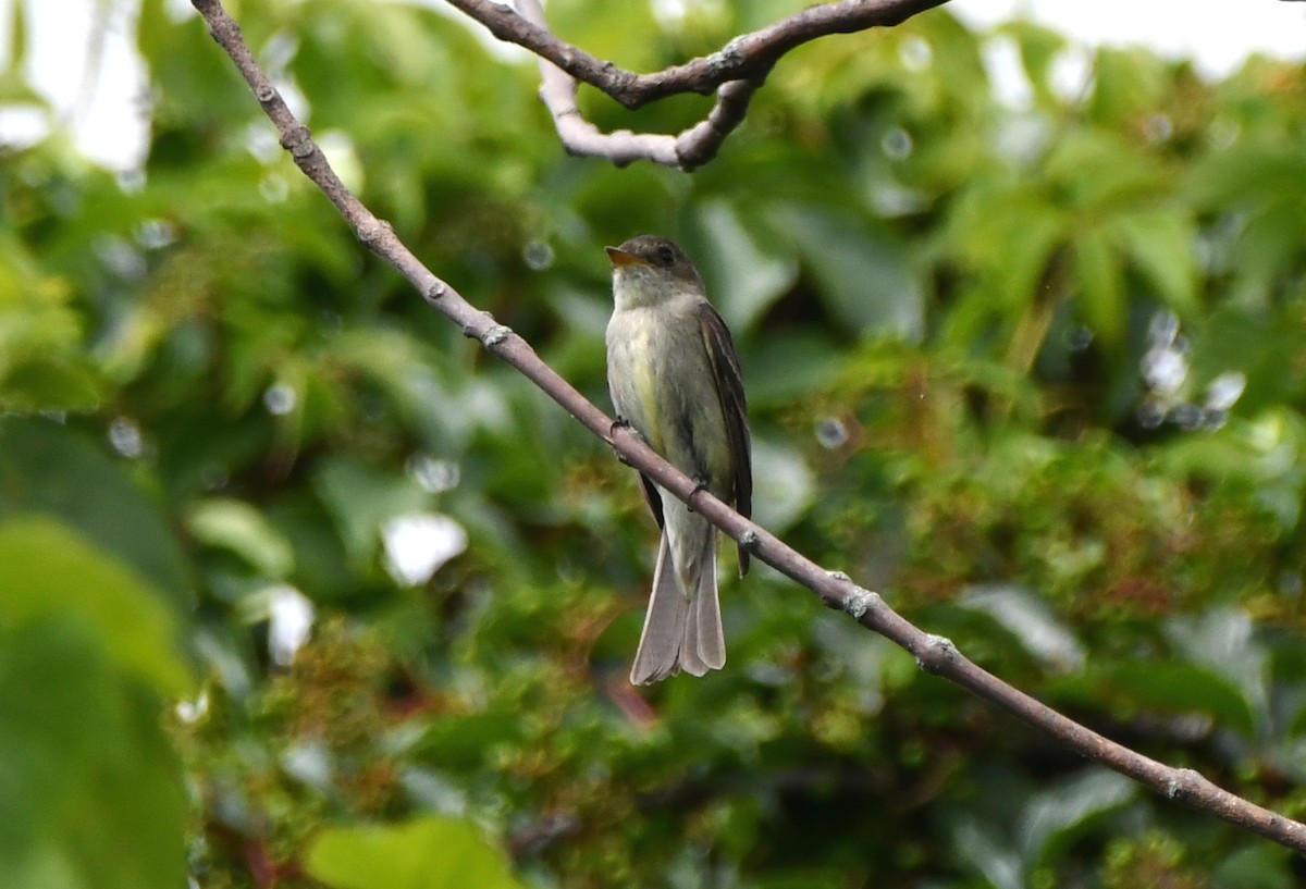 Eastern Wood-Pewee - ML471199291