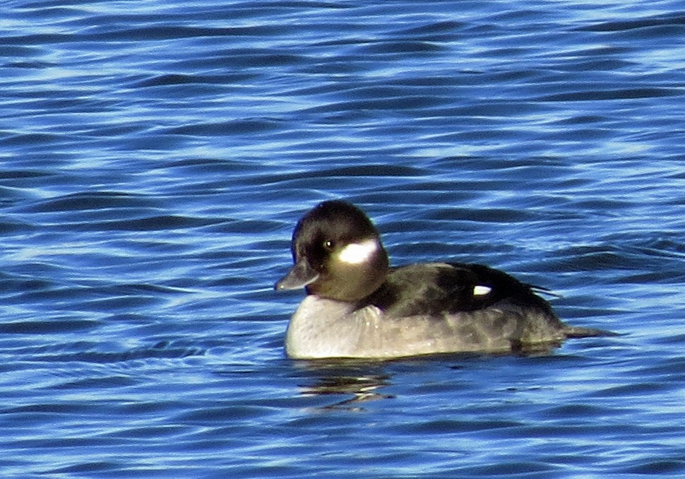 Bufflehead - Diane Drobka