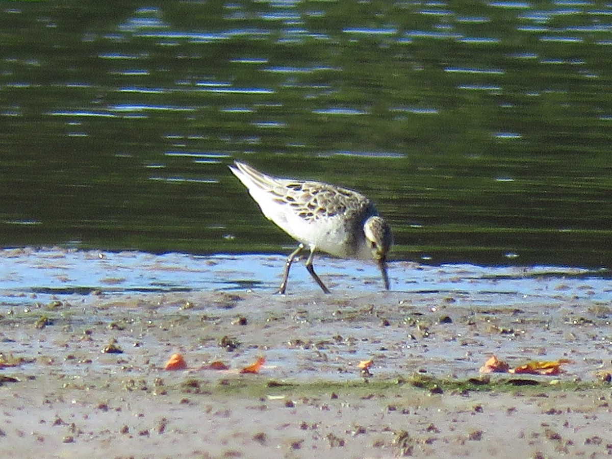 Semipalmated Sandpiper - ML471201051