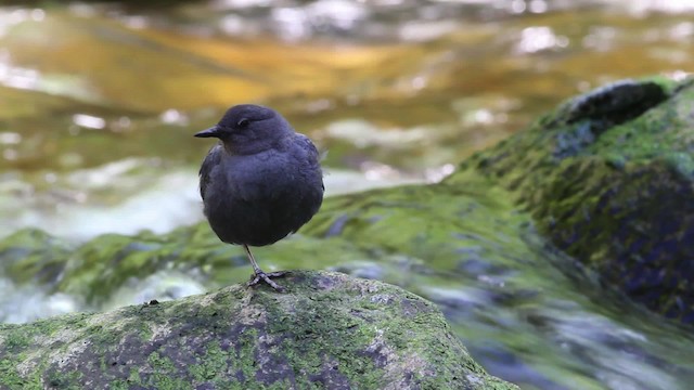 Grauwasseramsel [mexicanus-Gruppe] - ML471202