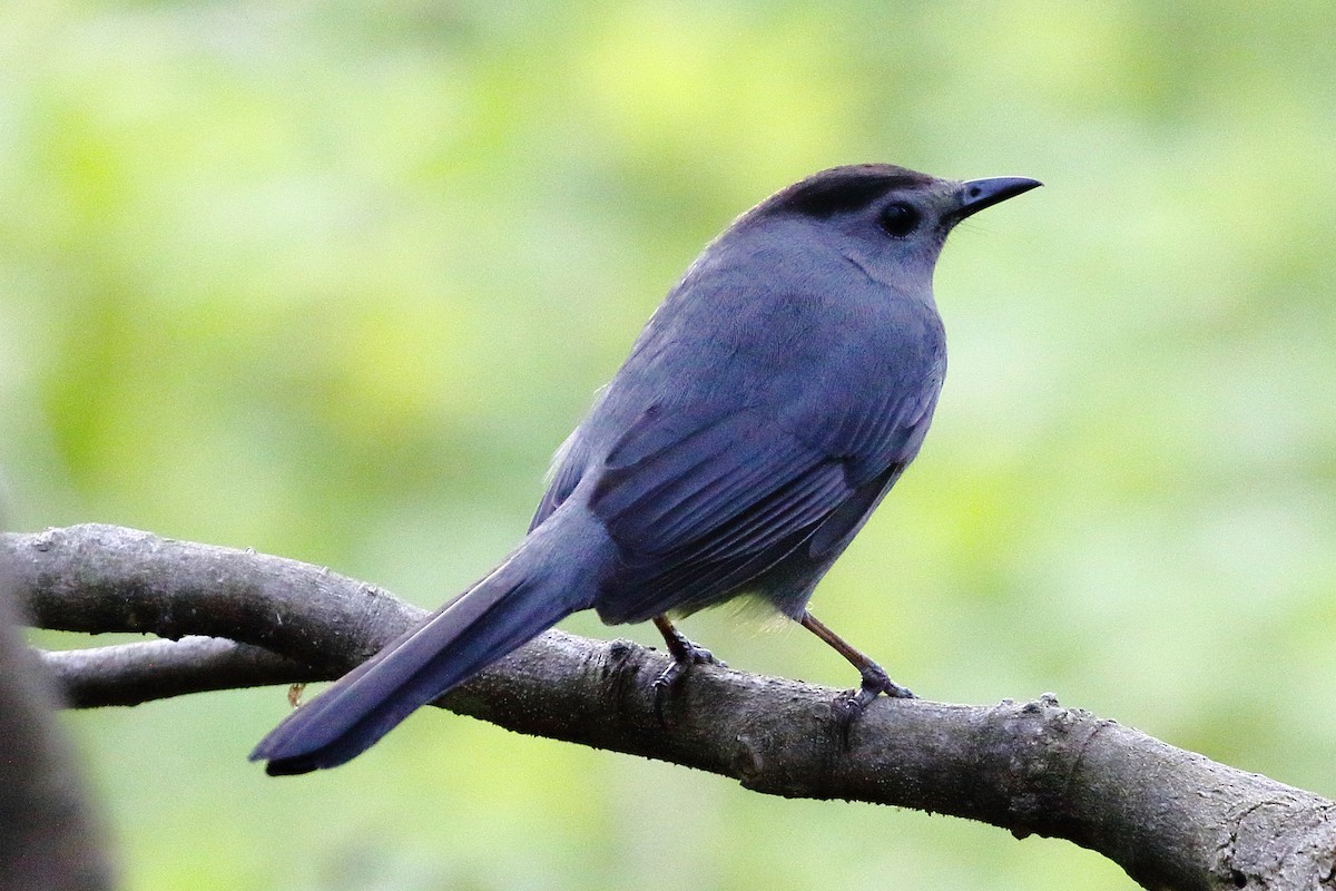 Pájaro Gato Gris - ML471202321