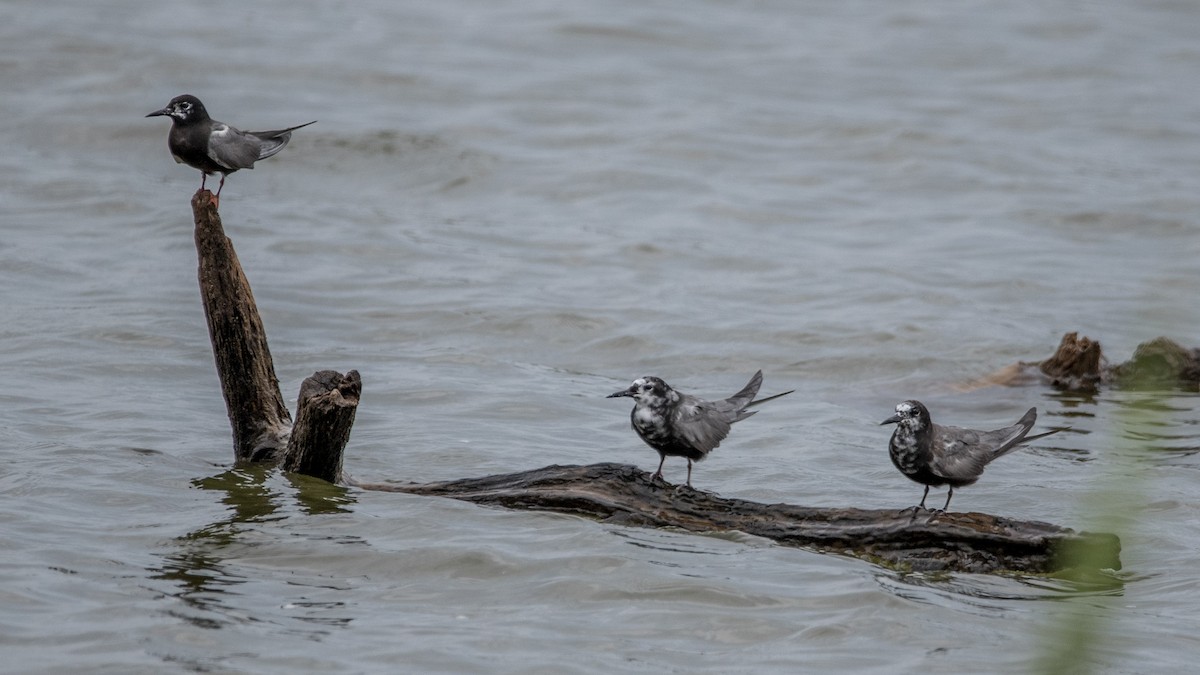 Black Tern - ML471202591