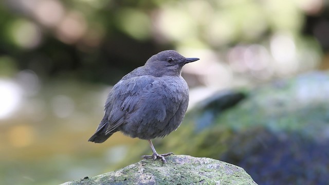 Grauwasseramsel [mexicanus-Gruppe] - ML471203