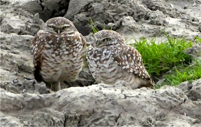 Burrowing Owl - Debi Shearwater