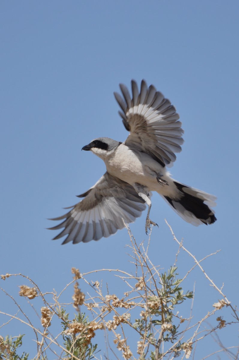 Loggerhead Shrike - Aaron Marshall