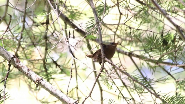 Pacific Wren (Pacific) - ML471204