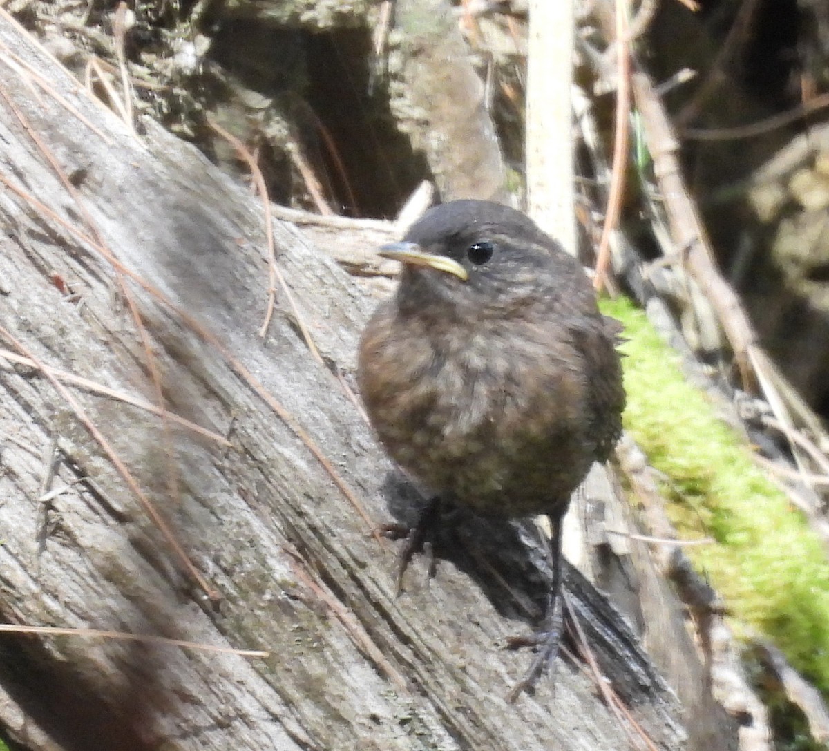 Winter Wren - ML471204311
