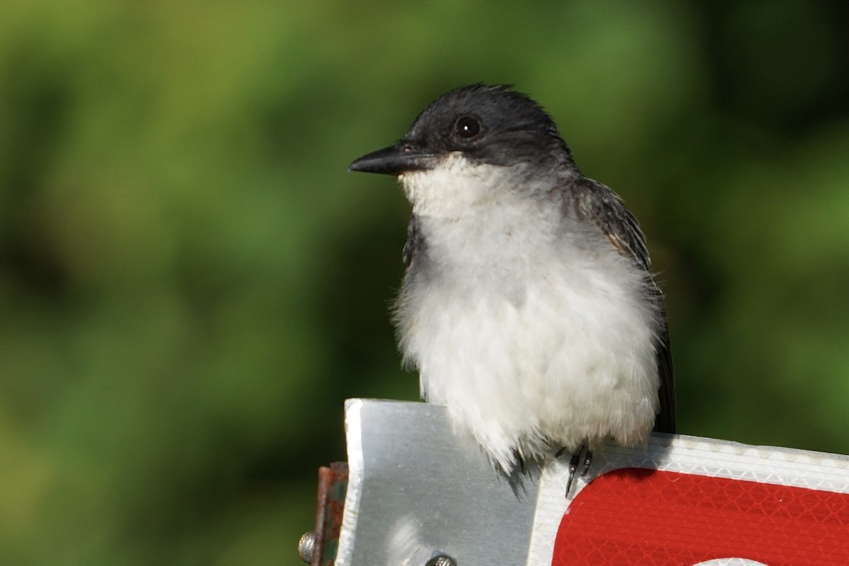 Eastern Kingbird - ML471204741