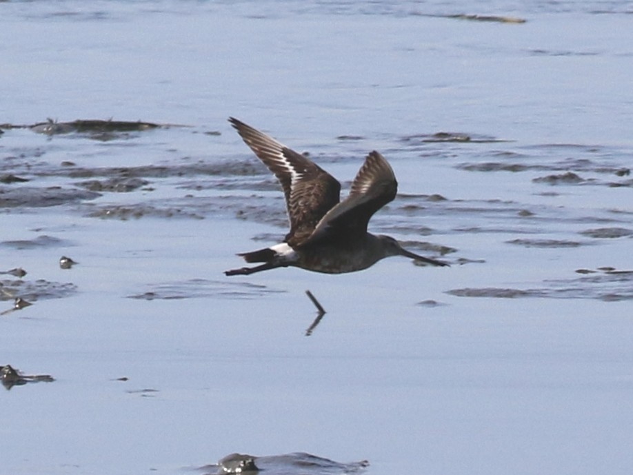 Hudsonian Godwit - ML471205531